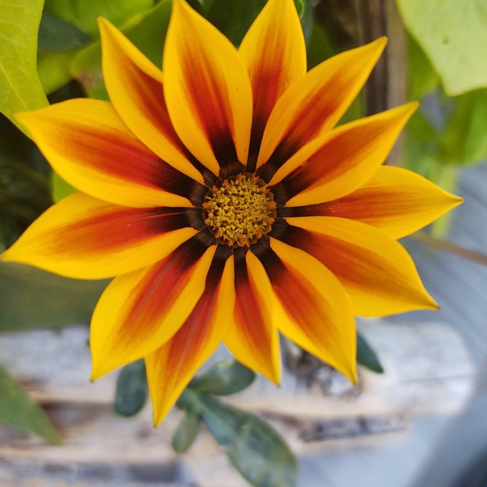 Meet your Posher, Julia